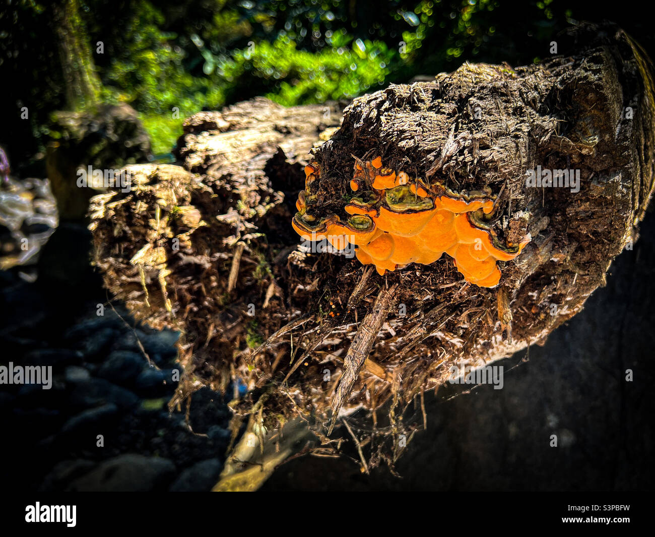 Bioluminescent mushroom fungus hi-res stock photography and images - Alamy
