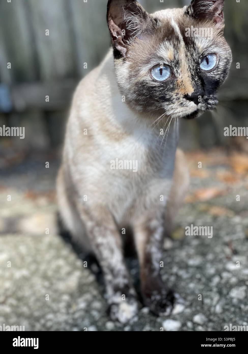 What did you call me? Beautiful? Majestic? That’s what I thought Stock Photo