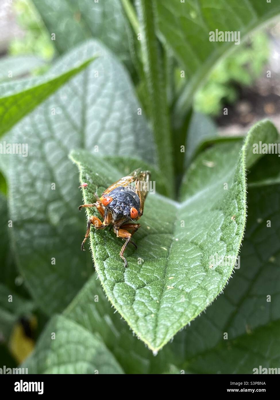 A cicada with red eyes Stock Photo - Alamy