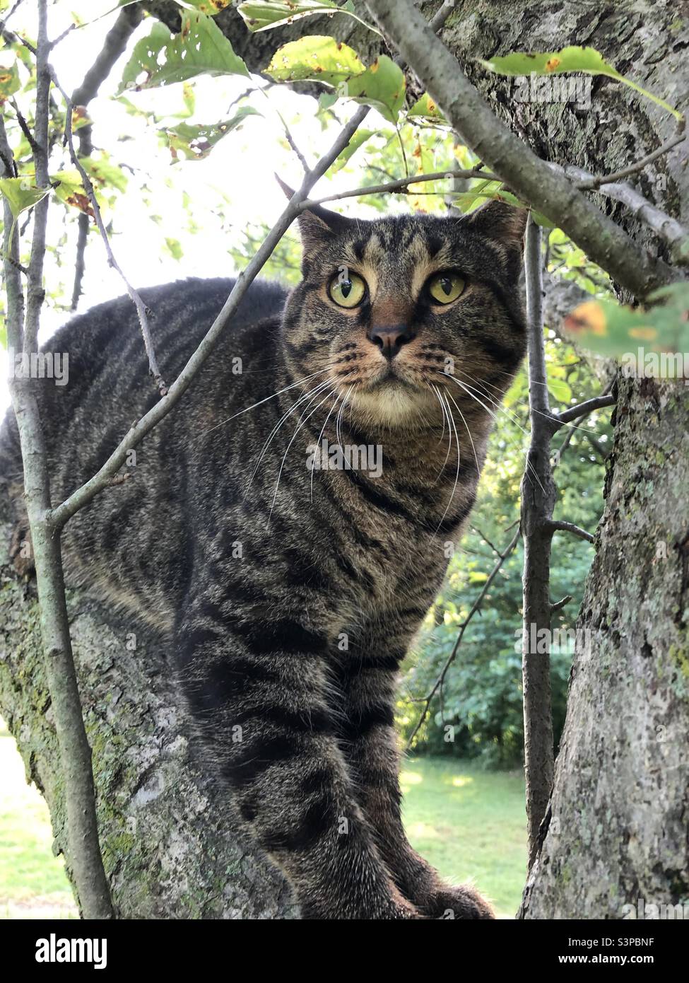 A cat in a tree. - Smartphone Captured Stock Image