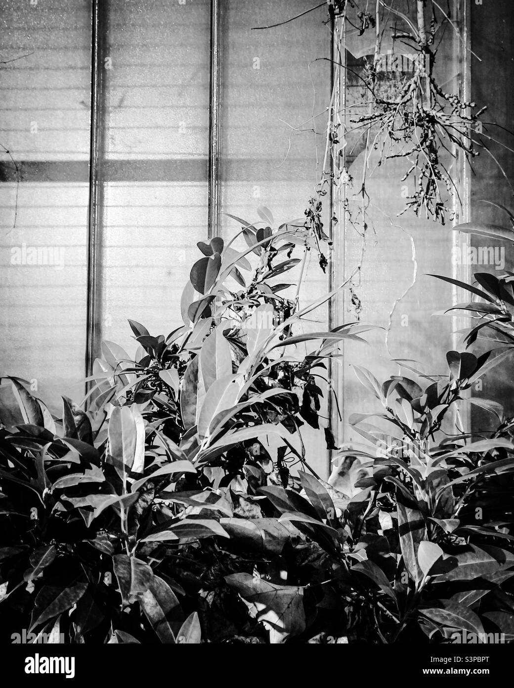 Plants black and white hi-res stock photography and images - Alamy