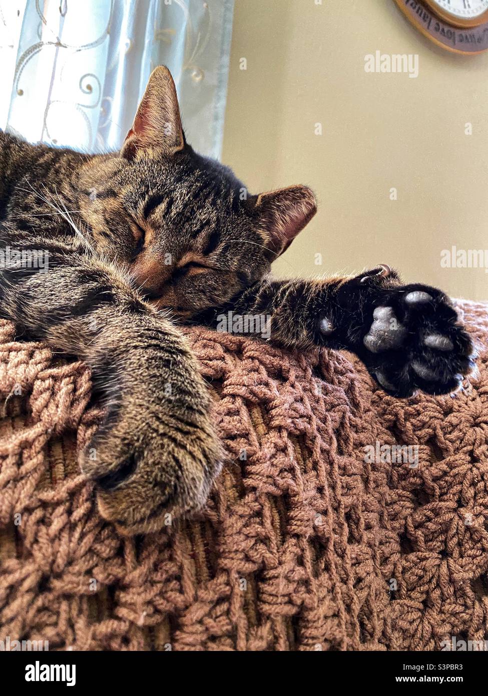 A cat sleeping on the back of a couch with a crocheted blanket.  One paw is out showing a claw. - Smartphone Captured Stock Image