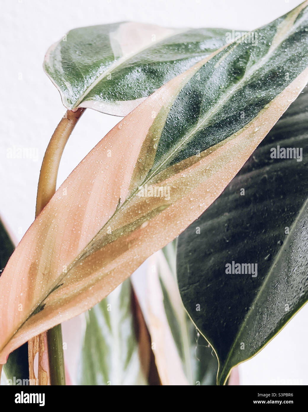 Water droplets on a colorful leaf - exotic houseplant - Stromanthe Triostar - detail Stock Photo