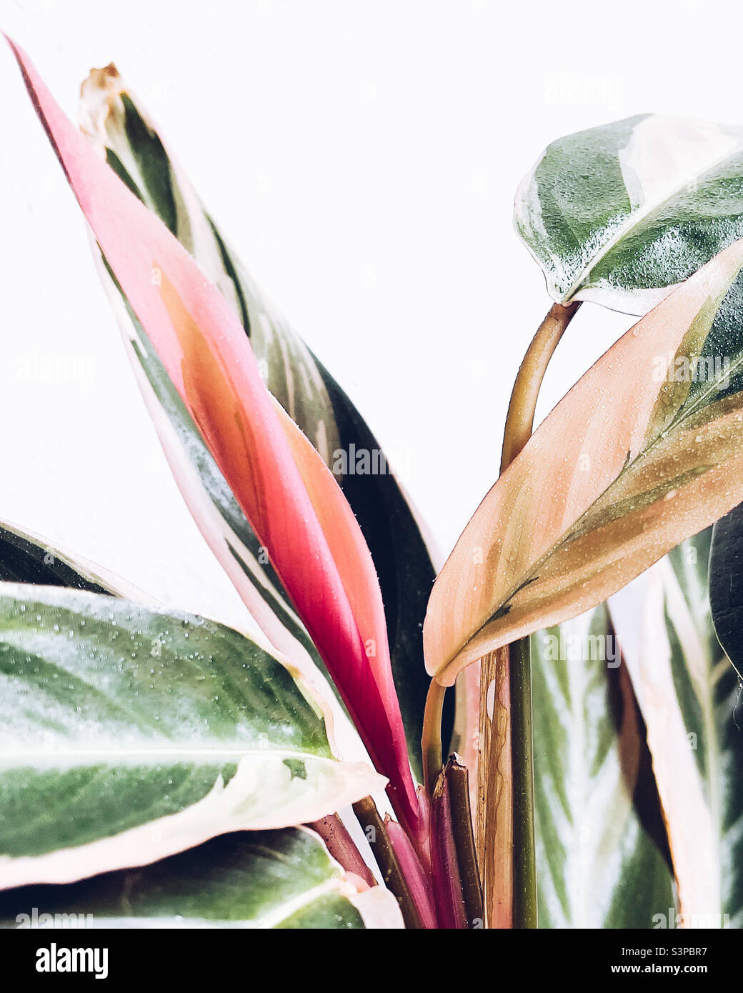 Colorful houseplant - Stromanthe Triostar - detail Stock Photo