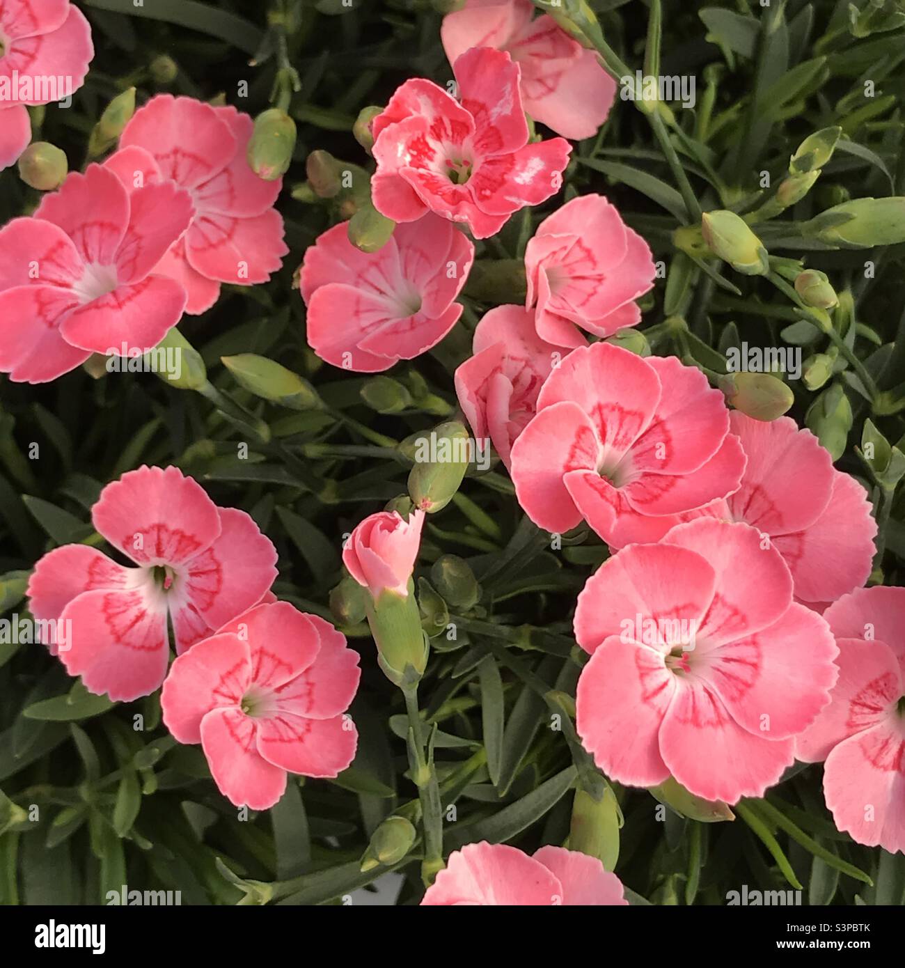 Garden geranium flowers (Pelargonium x hortorum). Stock Photo
