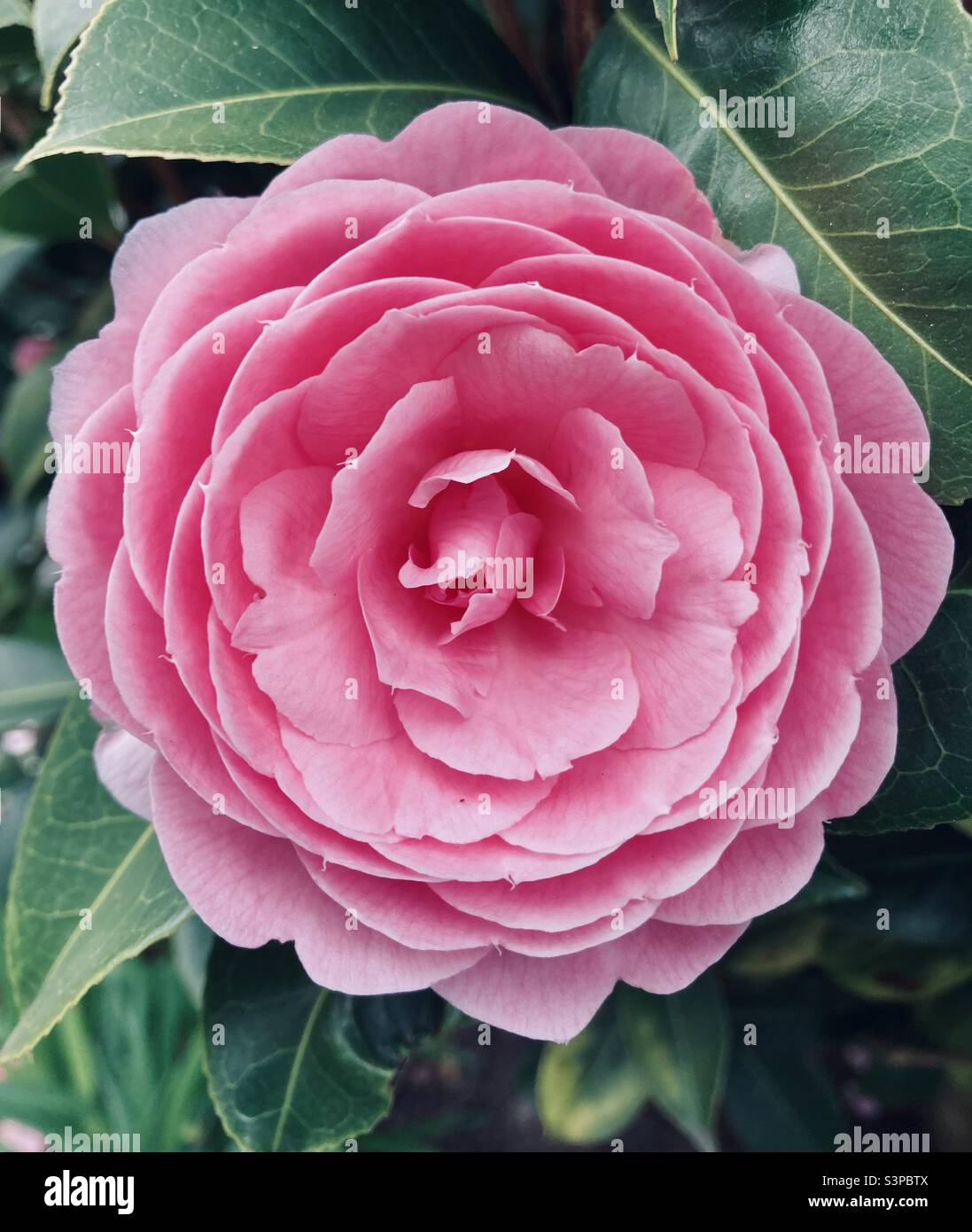 Camelia tree in flower - Smartphone Captured Stock Image