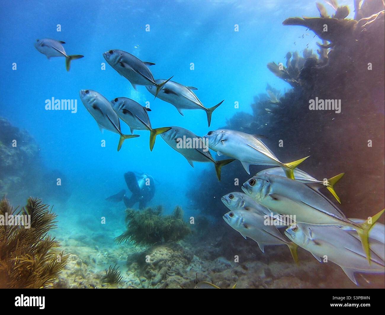 Scuba diving with fish swimming right in front - Smartphone Captured Stock Image
