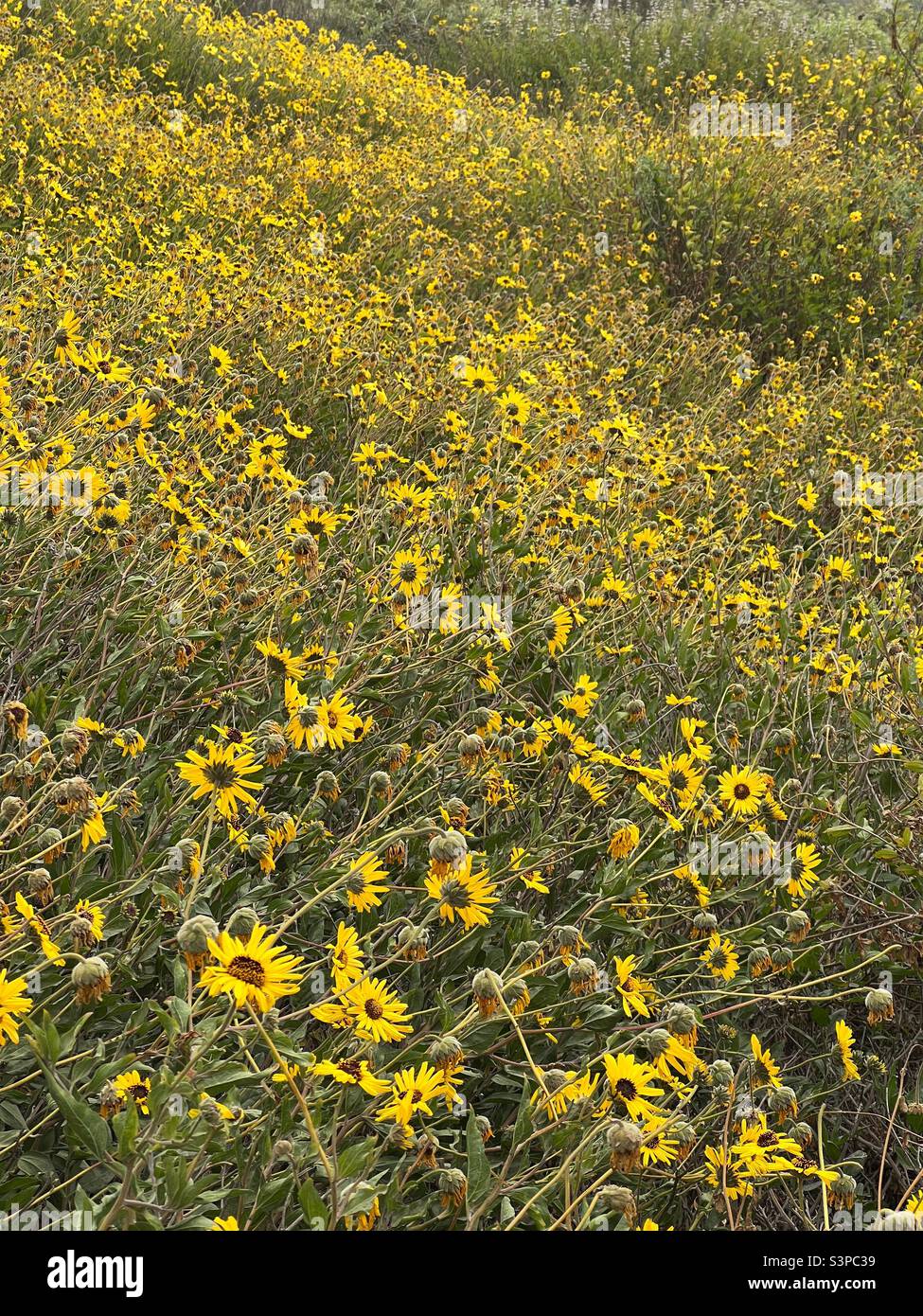 Field of California Sagebrush in the sunflower family. Artemisia Californica. March 2022 Stock Photo