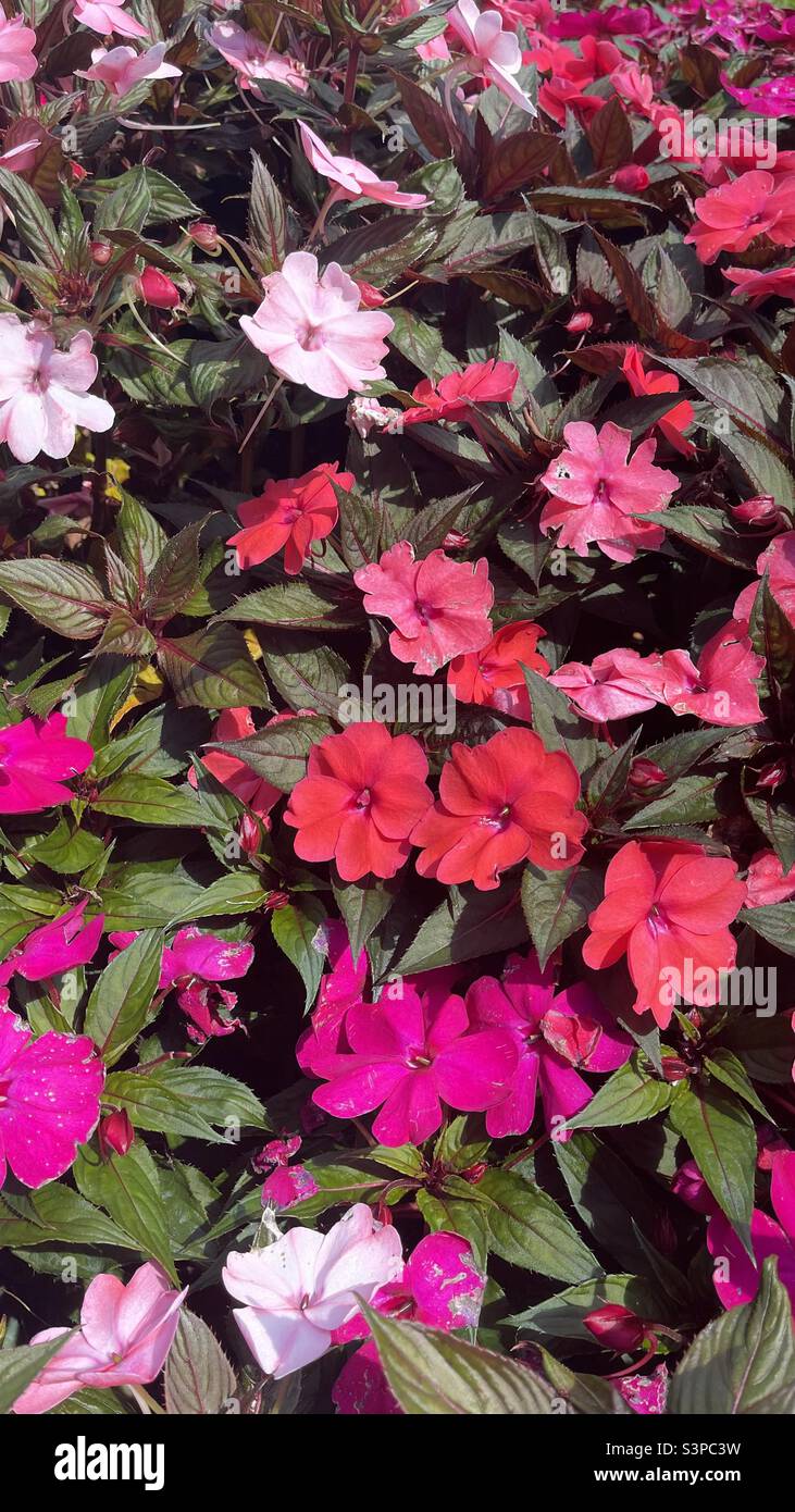 Pink Impatiens hawkeri flowers New Guinea impatiens background