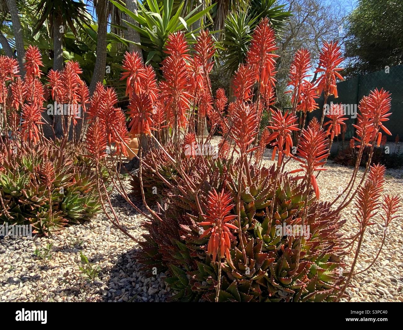 Aloe arborescens or candelabra aloe plants Stock Photo