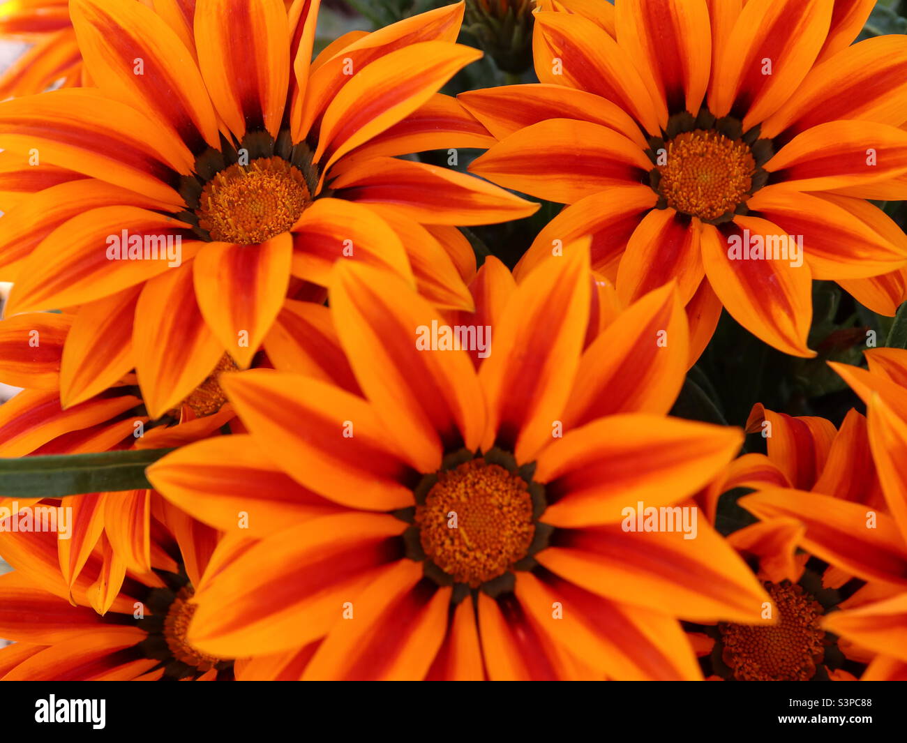 Blooming lovely flowers, - Smartphone Captured Stock Image