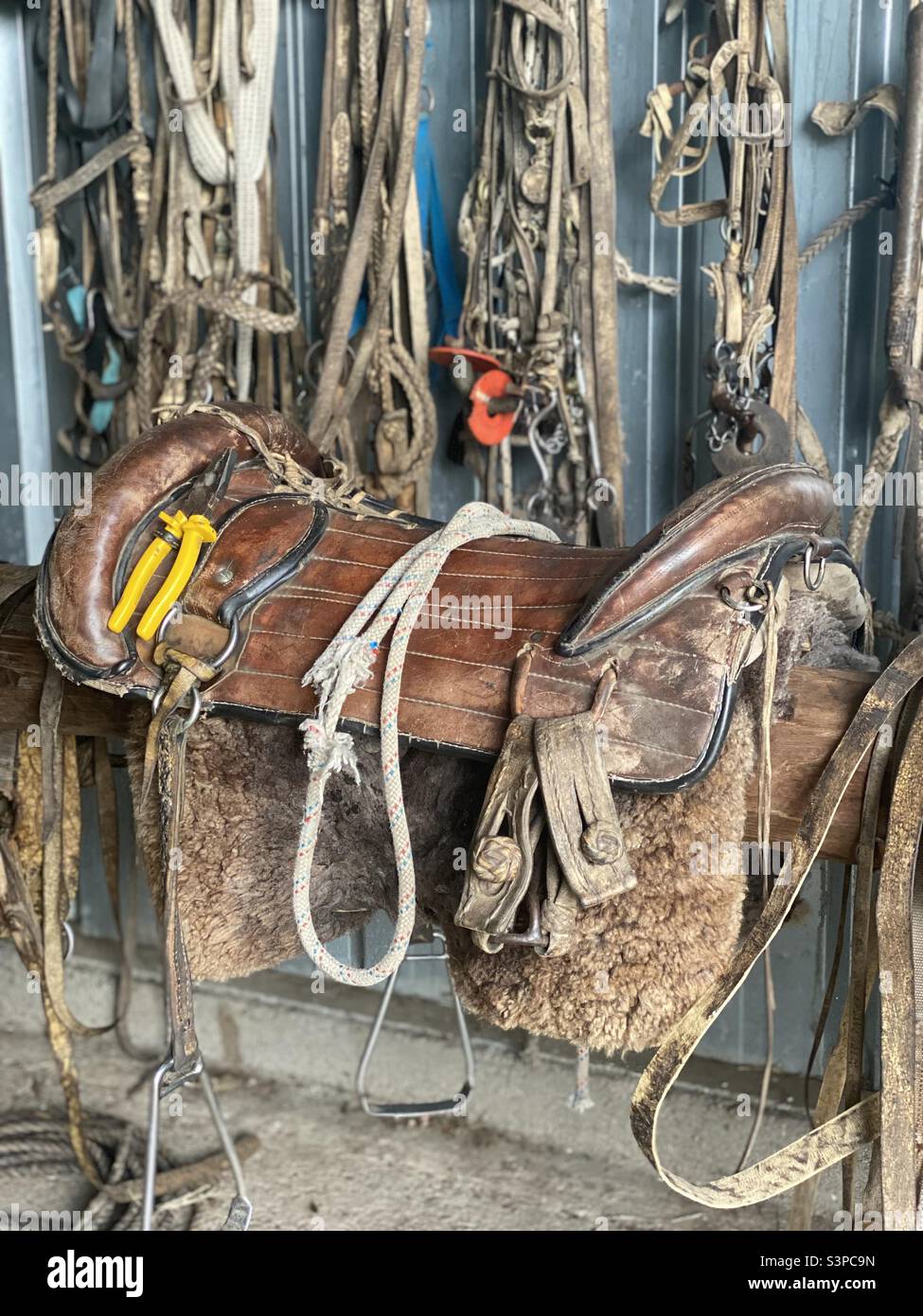 Rio Grande do Sul saddle gaucho crioulo horse fleece brown brownish lasso  rs rio grande do sul travel brazil animal mammal Stock Photo - Alamy