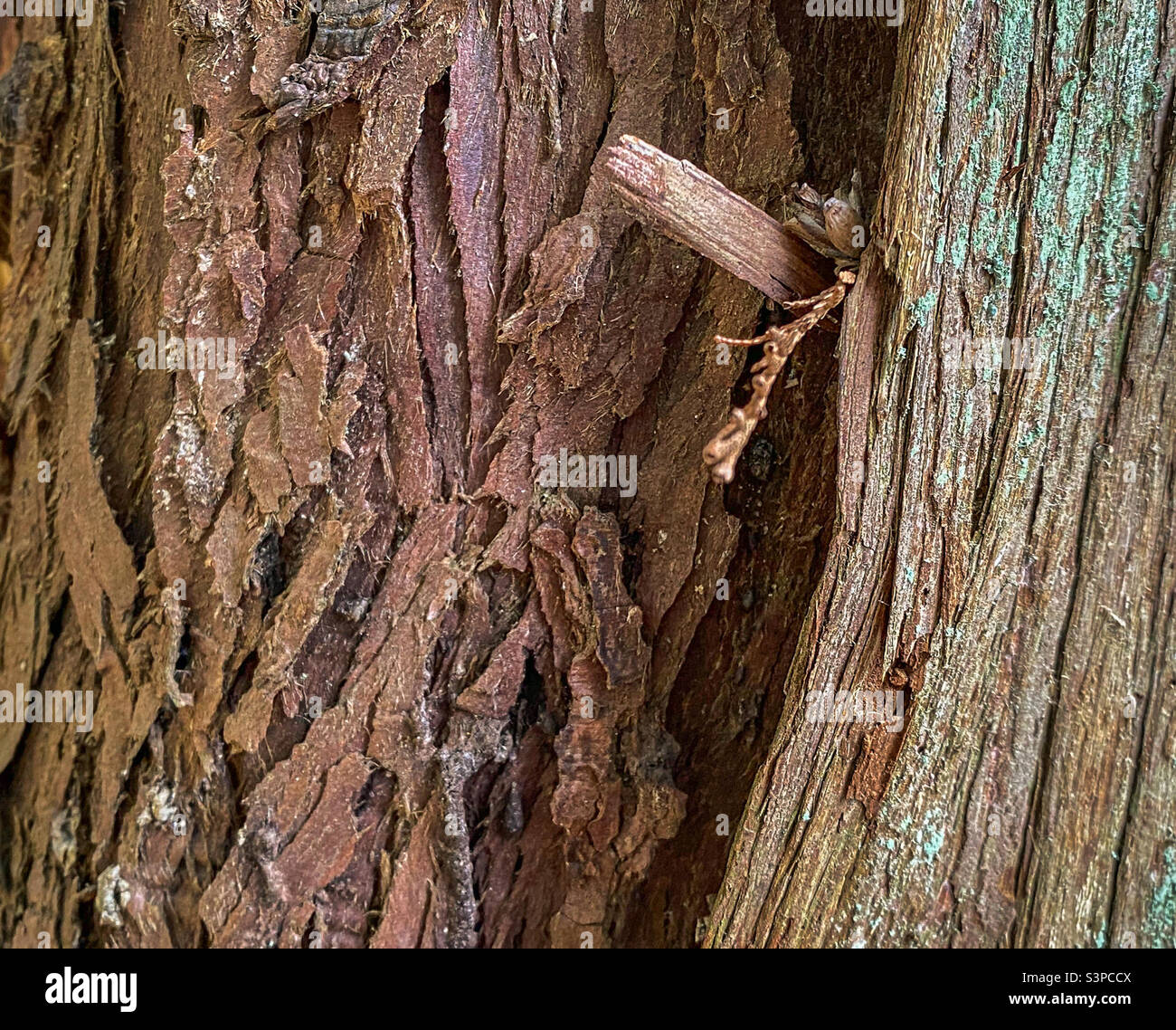 Semi-abstract closeup of the textured bark of two Western redcedar trees (Thuga plicata) in a forest in coastal British Columbia. Stock Photo