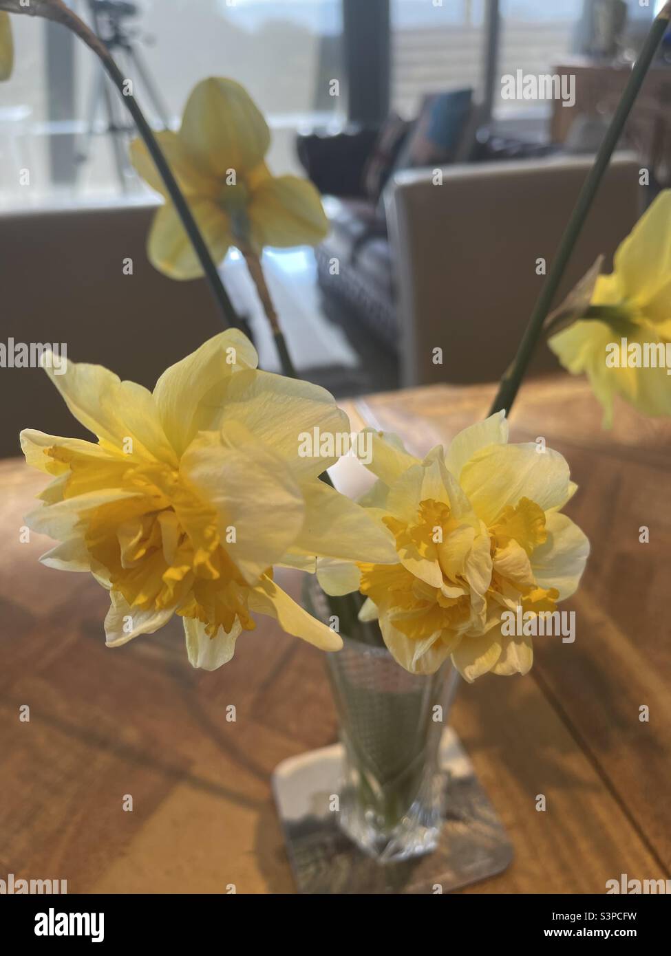 double daffodils in crystal vase Stock Photo Alamy