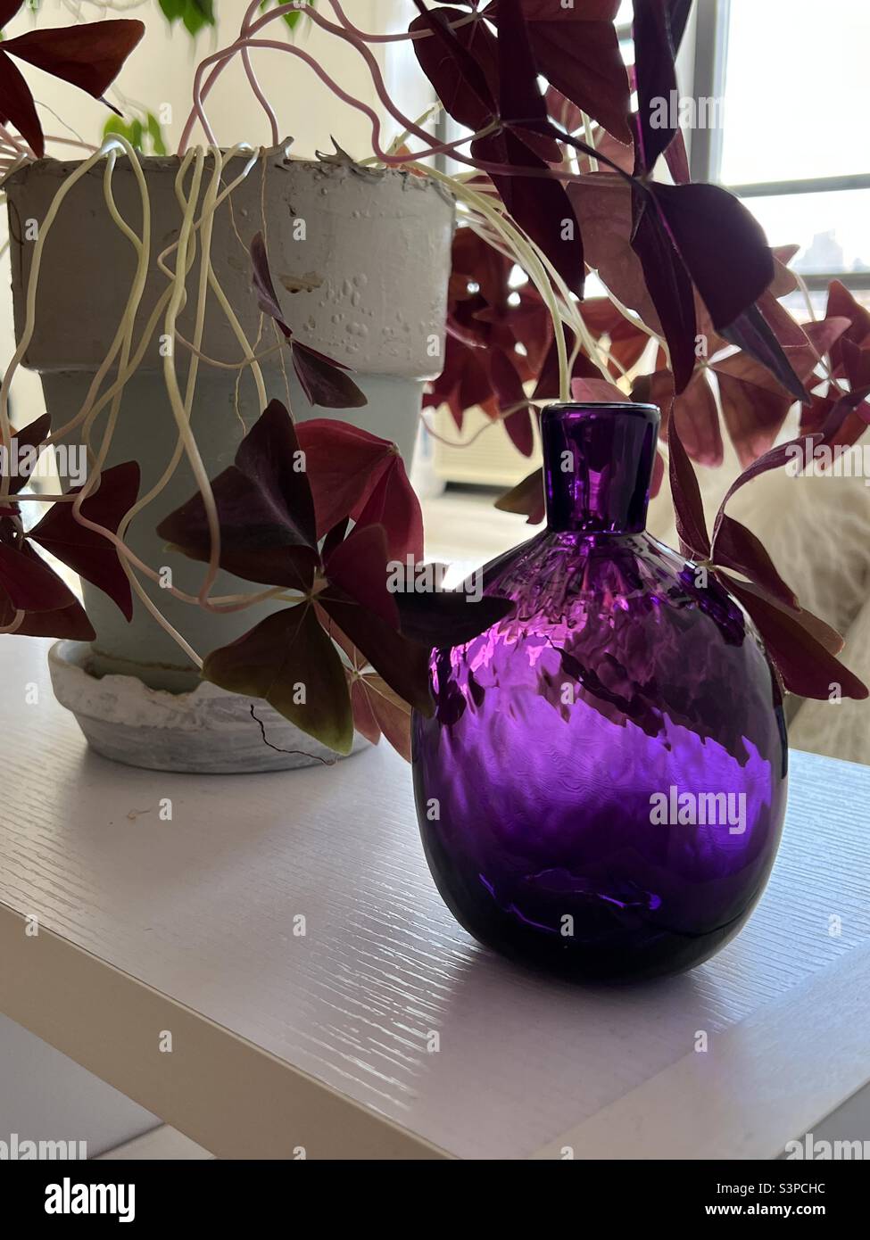 Purple glass vase without ocarina oxalis plant Stock Photo