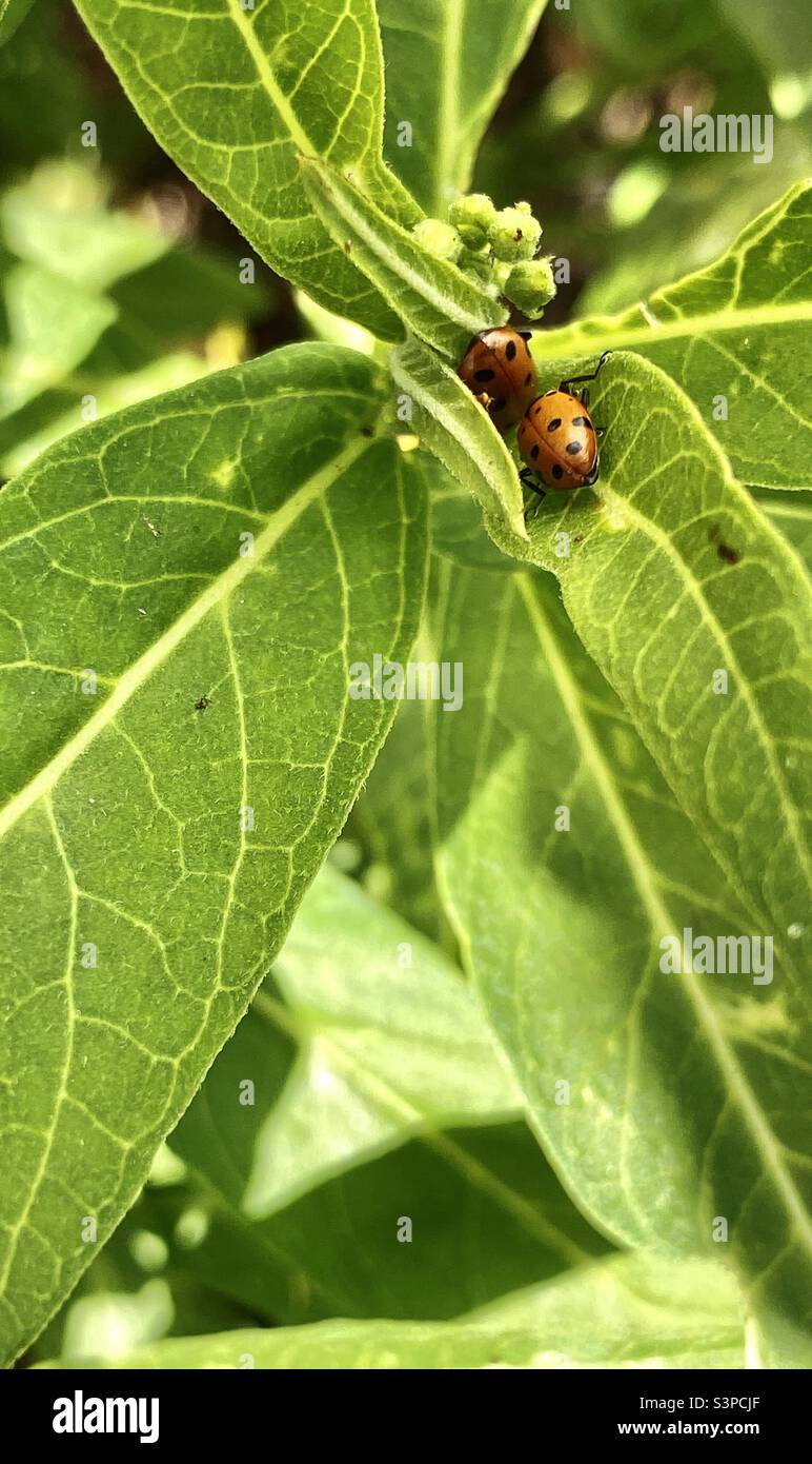 Ladybugs on leaves in bright daylight - Smartphone Captured Stock Image