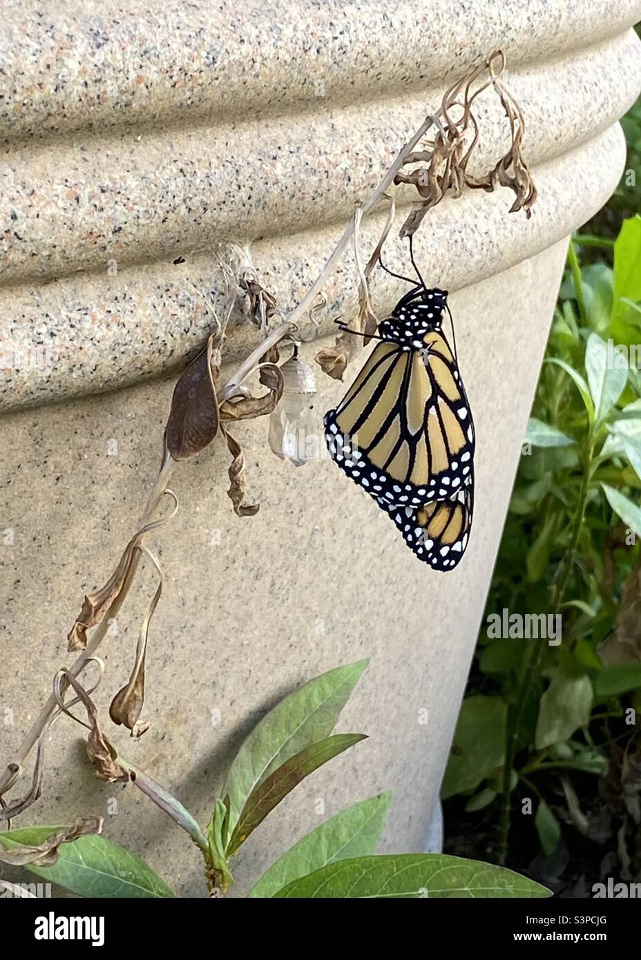 Newly hatched Monarch butterfly Stock Photo Alamy