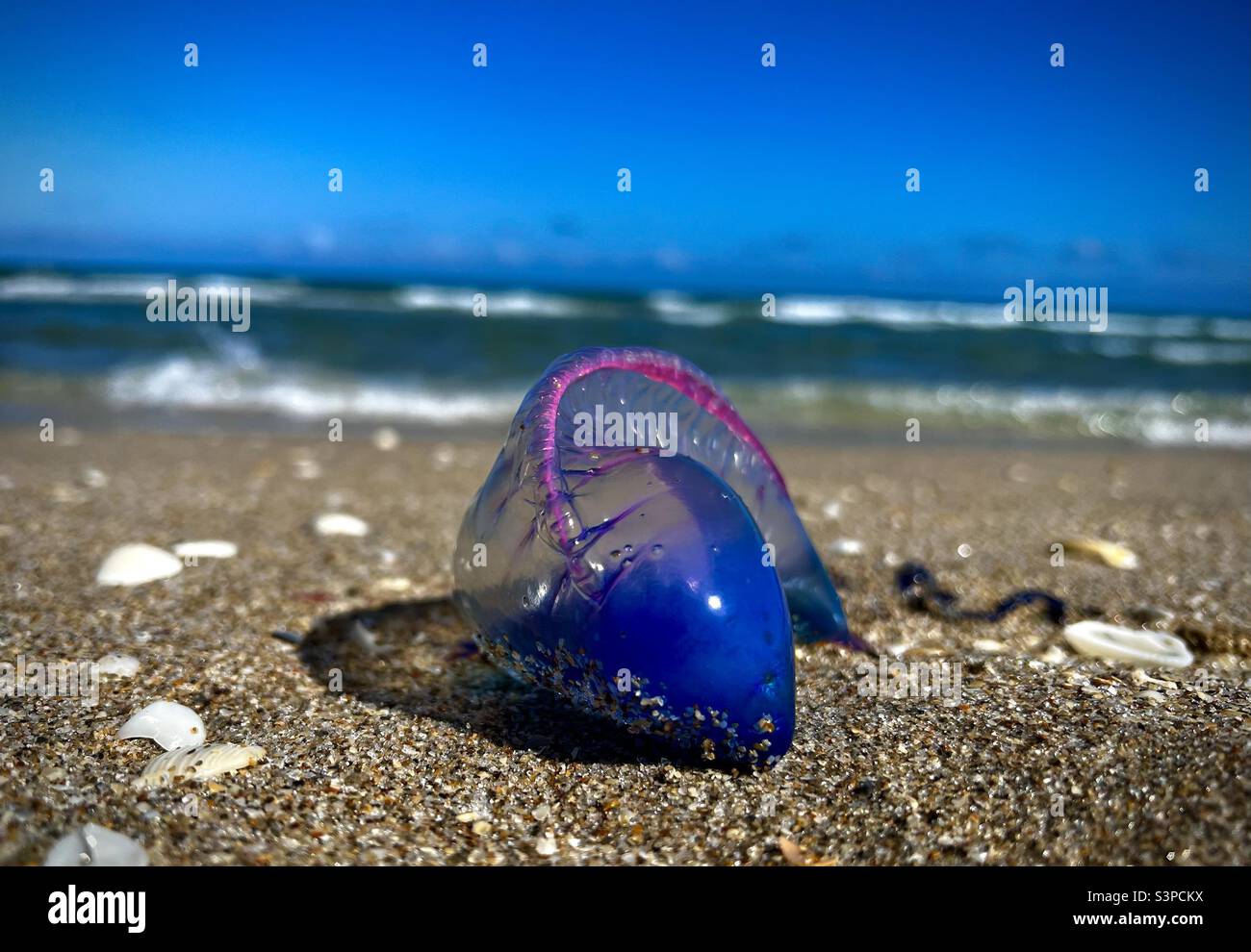 Portuguese Man O War Stock Photo Alamy Portuguese Man O War Stock Photo Alamy