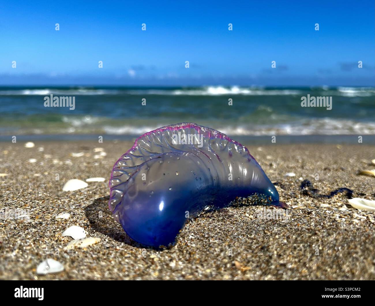 Portuguese Man O War on beach Stock Photo - Alamy