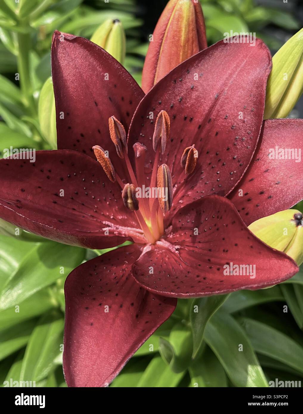 Maroon colored lily flower Stock Photo - Alamy
