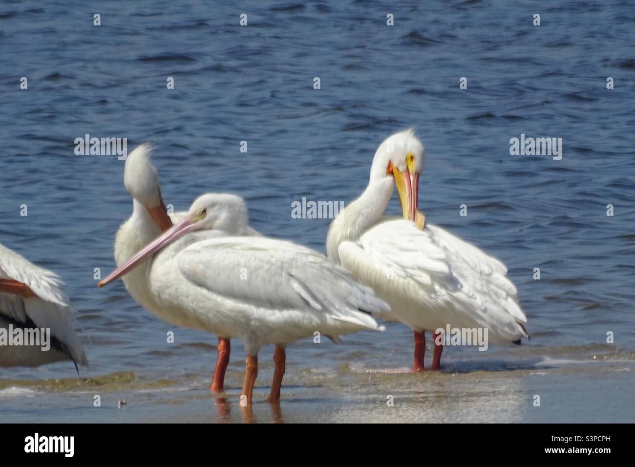 Florida White Pelicans - Smartphone Captured Stock Image
