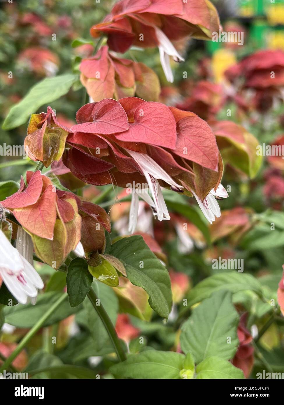 Shrimp plant in full bloom - Smartphone Captured Stock Image