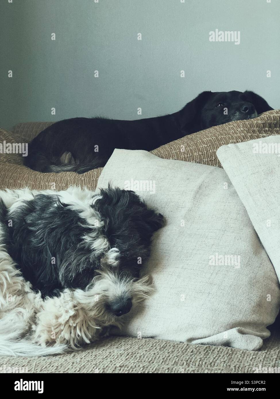 Cute sleeping dogs Stock Photo