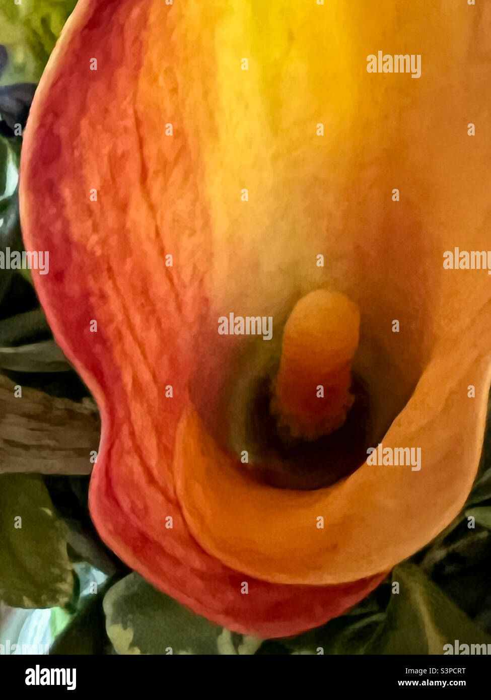 Orange Cala lily close up Stock Photo