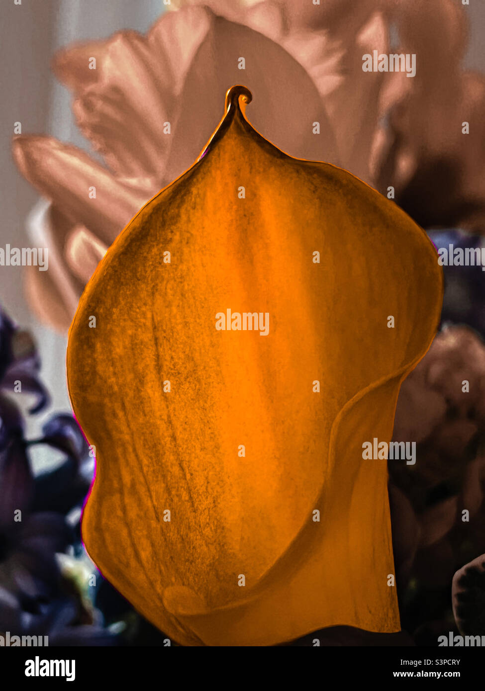 Orange Cala lily selective contrast on lighter background Stock Photo