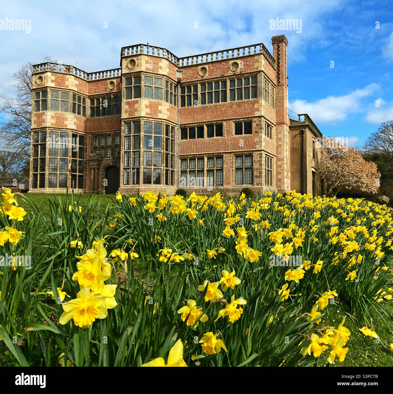 Astley Hall and daffodils in Astley Park, Chorley. The hall has been restored to it’s former glory by removing render that covered the original brickwork Stock Photo