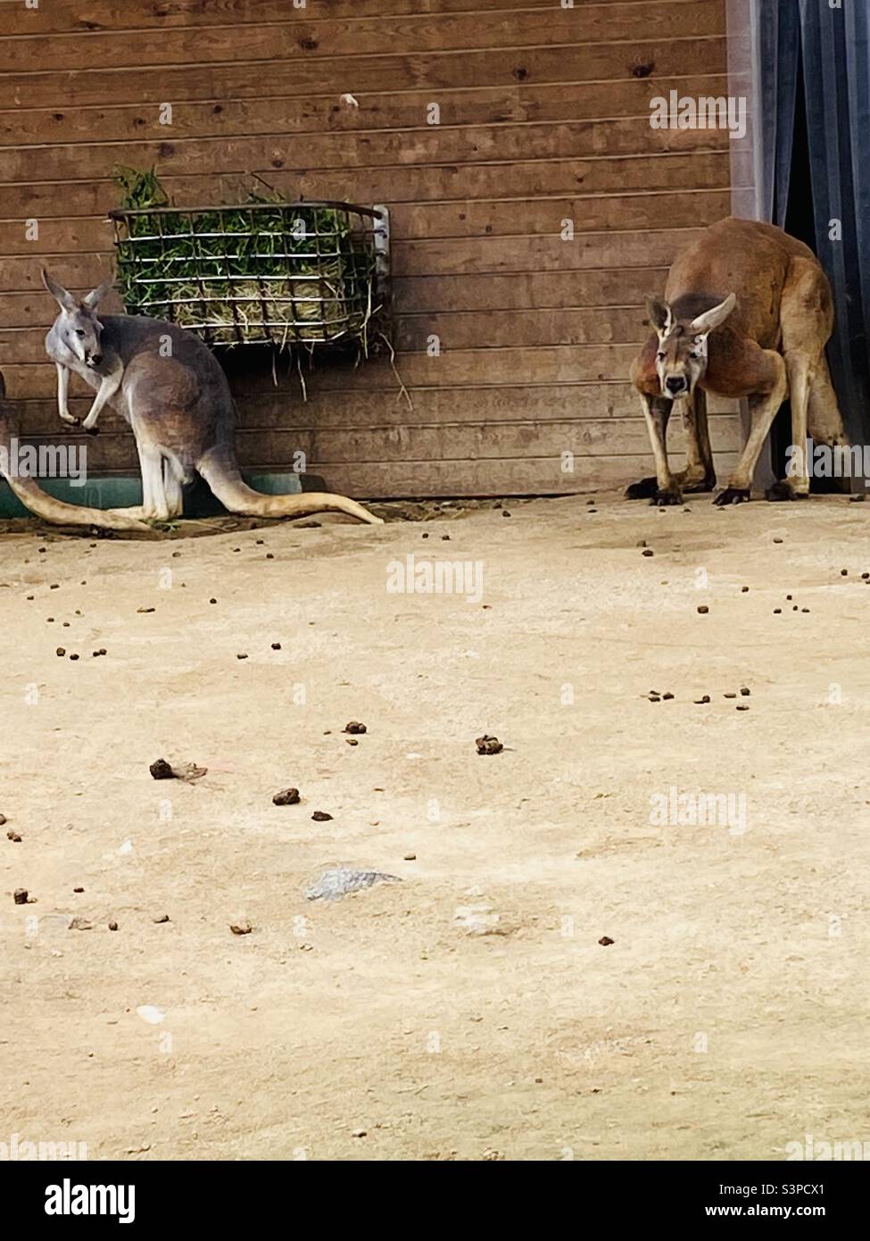 Kangaroos at Barcelona Zoo, Catalunya, Spain. March 2022. - Smartphone Captured Stock Image