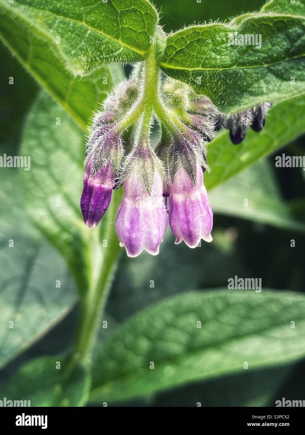 Purple, bell like flowers growing in a garden. - Smartphone Captured Stock Image
