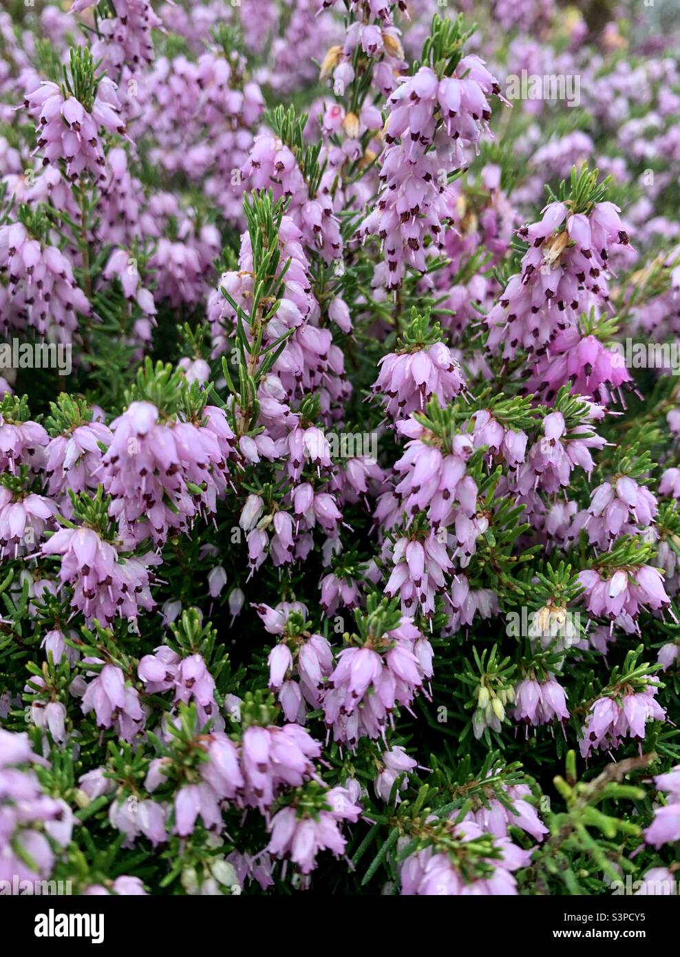 Purple heather - Smartphone Captured Stock Image