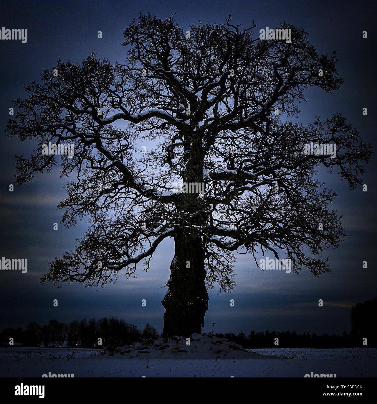 Old oak tree in winter landscape. Januari 2022. Örebro, Sweden. - Smartphone Captured Stock Image