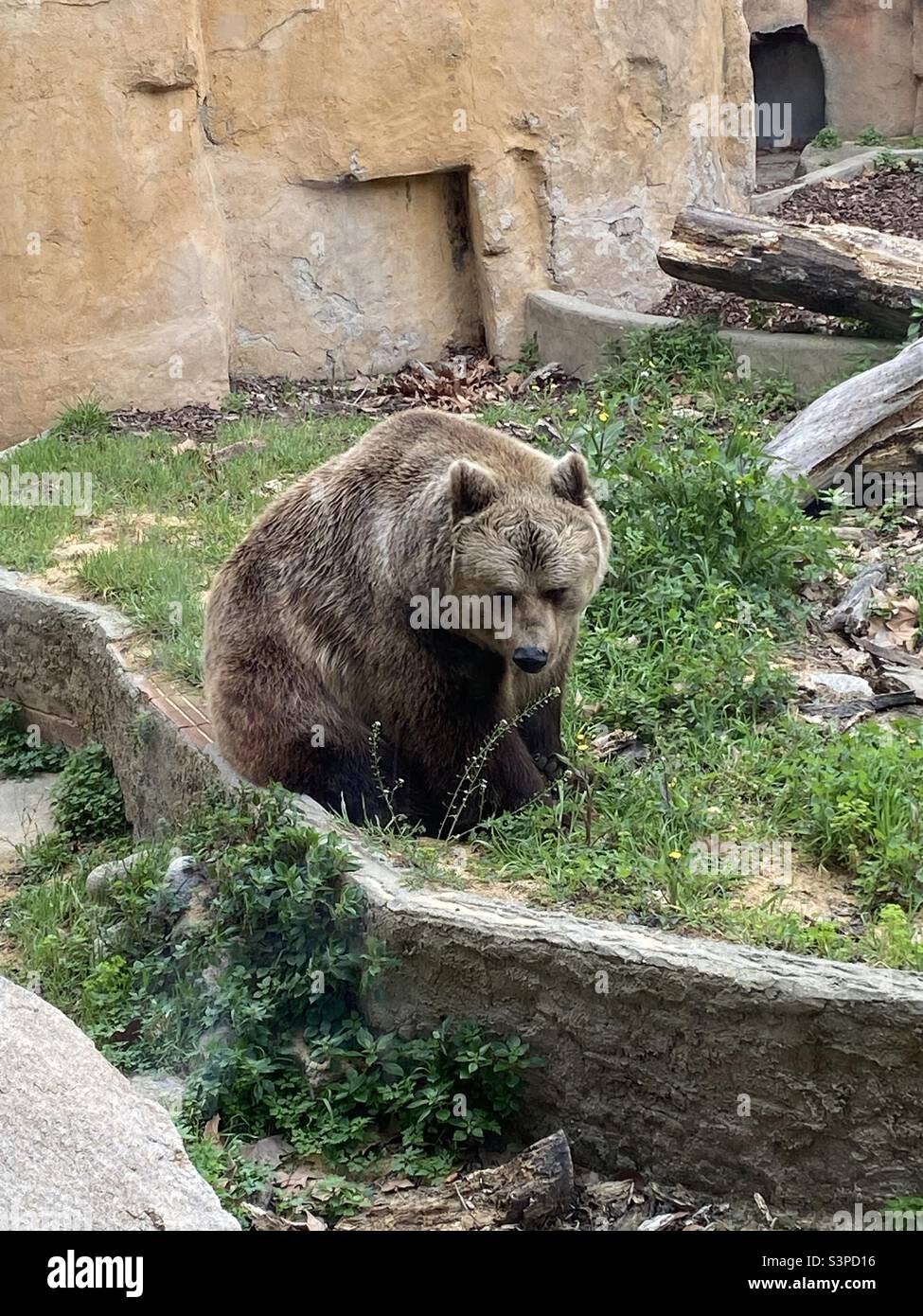 Brown bear at Barcelona zoo, Catalunya, Spain. March 2022. - Smartphone Captured Stock Image
