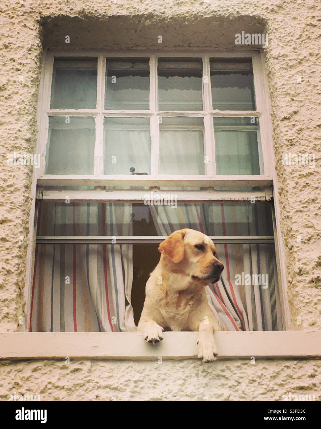 Easy-going guard dog keeps watch from an elevated position. - Smartphone Captured Stock Image