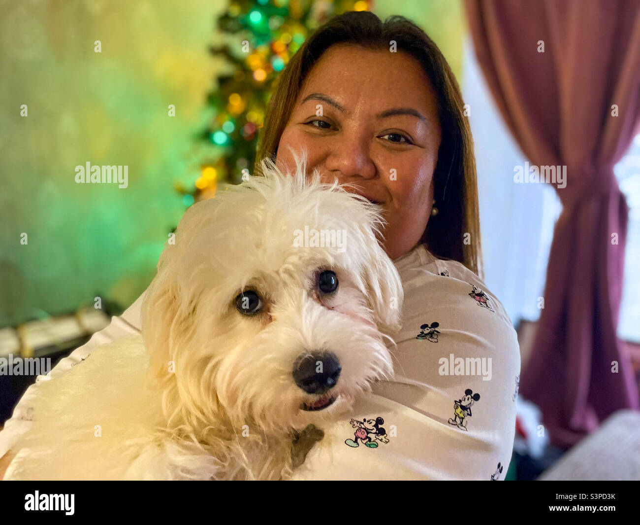 Lady holding a cavapoo puppy dog at Christmas. - Smartphone Captured Stock Image