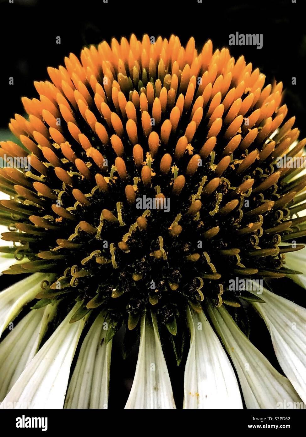 Closeup of Echinacea purpurea, White Swan. - Smartphone Captured Stock Image