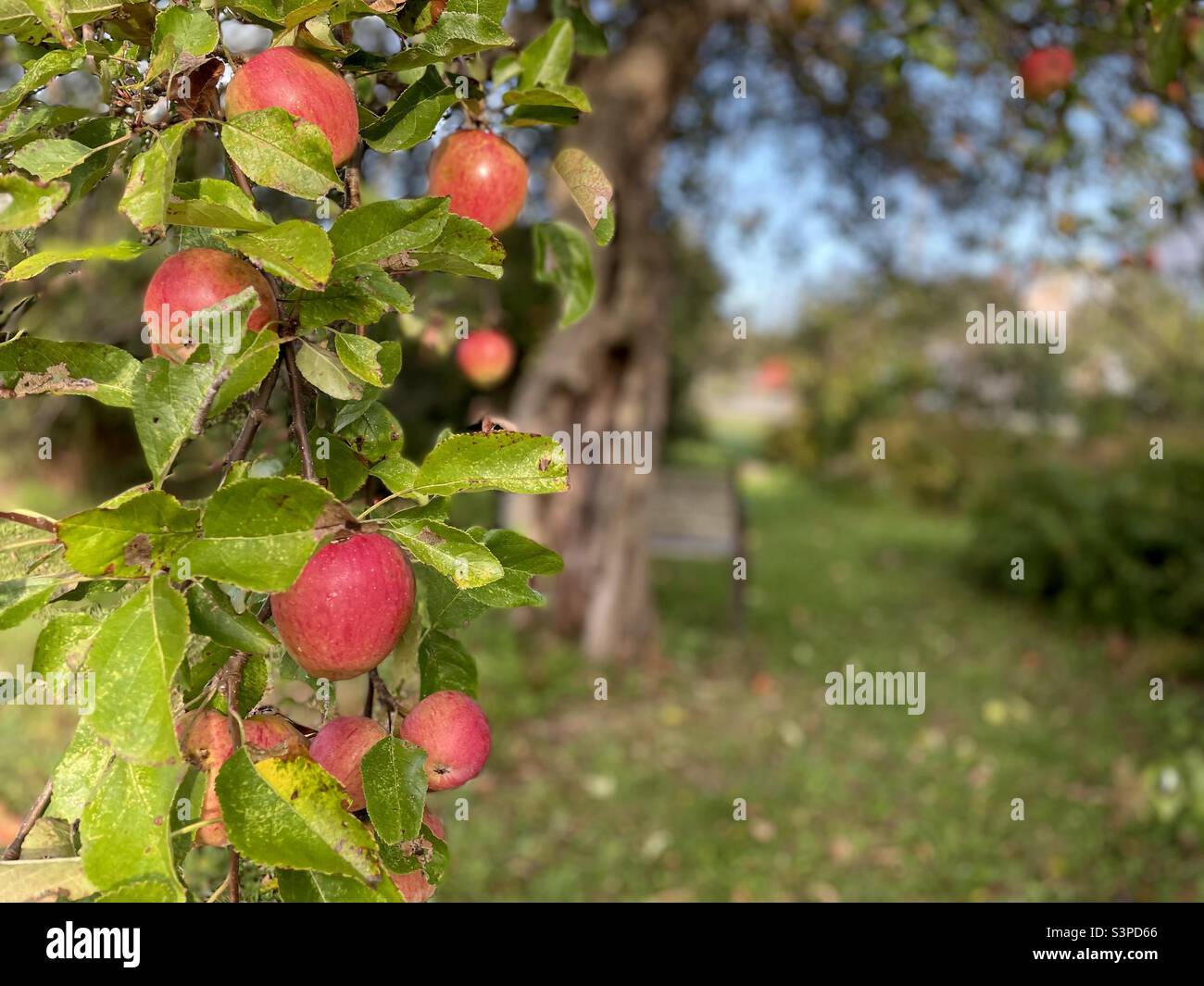Ripe Gravenstein Apples on Tree Stock Photo