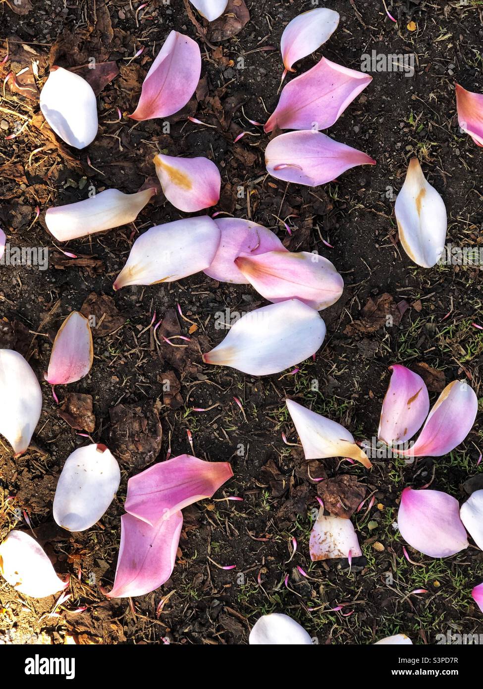 Campbell’s Magnoila petals shed on the ground Stock Photo