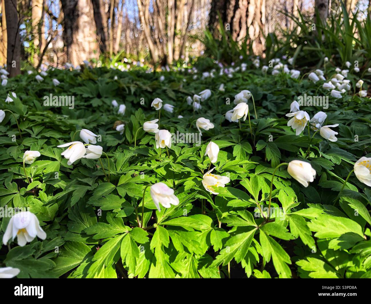Anemone Nemorosa the Wood Anemone in Spring bloom - Smartphone Captured Stock Image