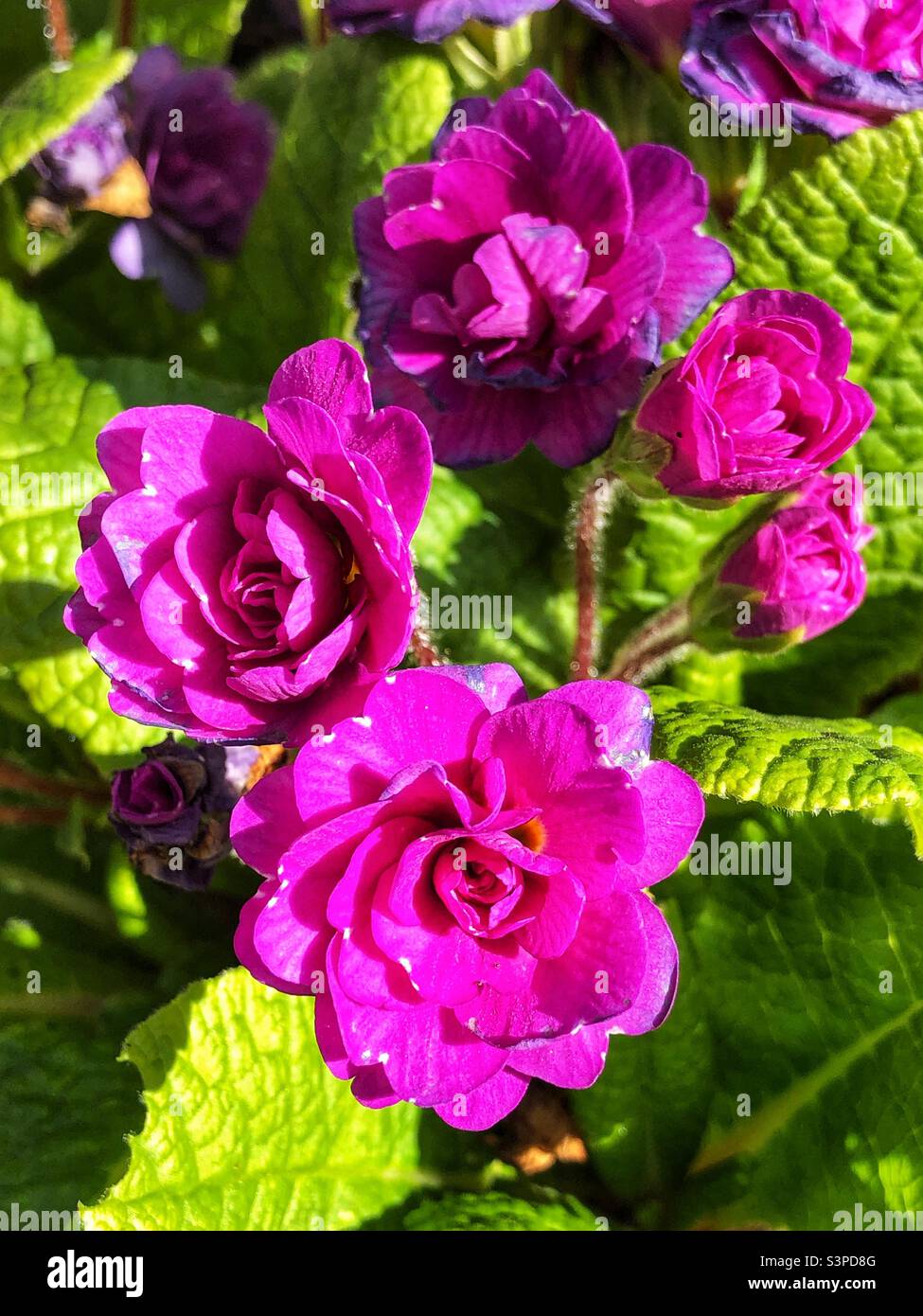 Primula Bon Accord Purple in bloom Stock Photo