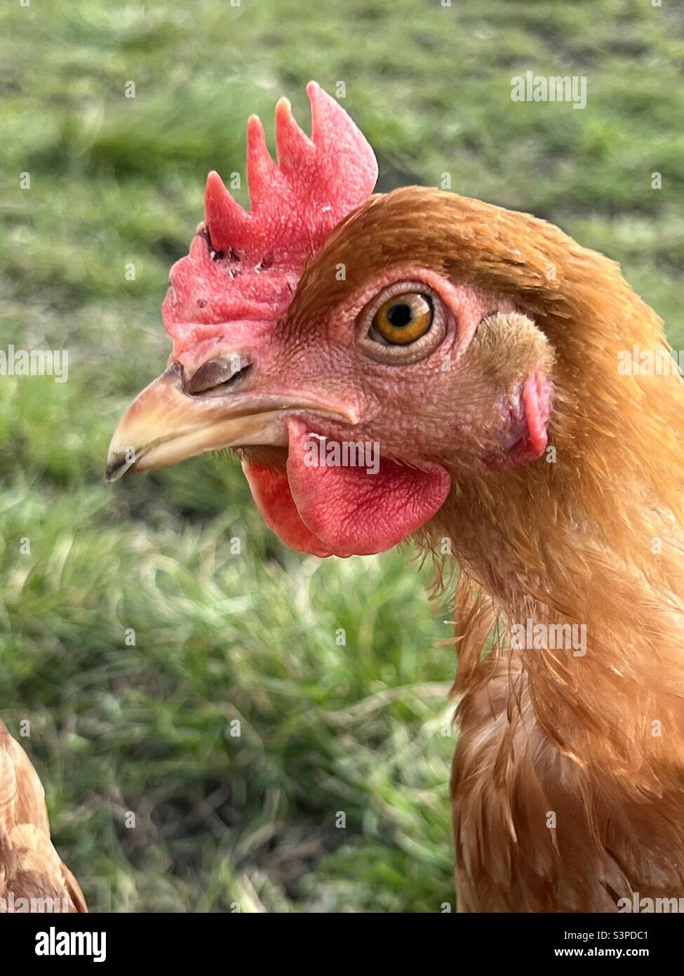 Freerange chicken Portrait with Green Grass as background Stock Photo