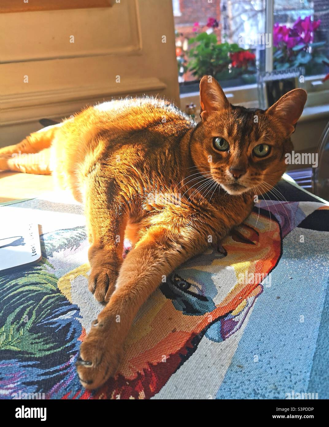 https://c8.alamy.com/comp/S3PDDP/abyssinian-cat-lying-on-a-table-mat-S3PDDP.jpg