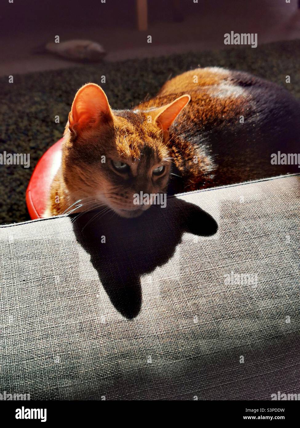 Abyssinian cat lying on grey couch Stock Photo