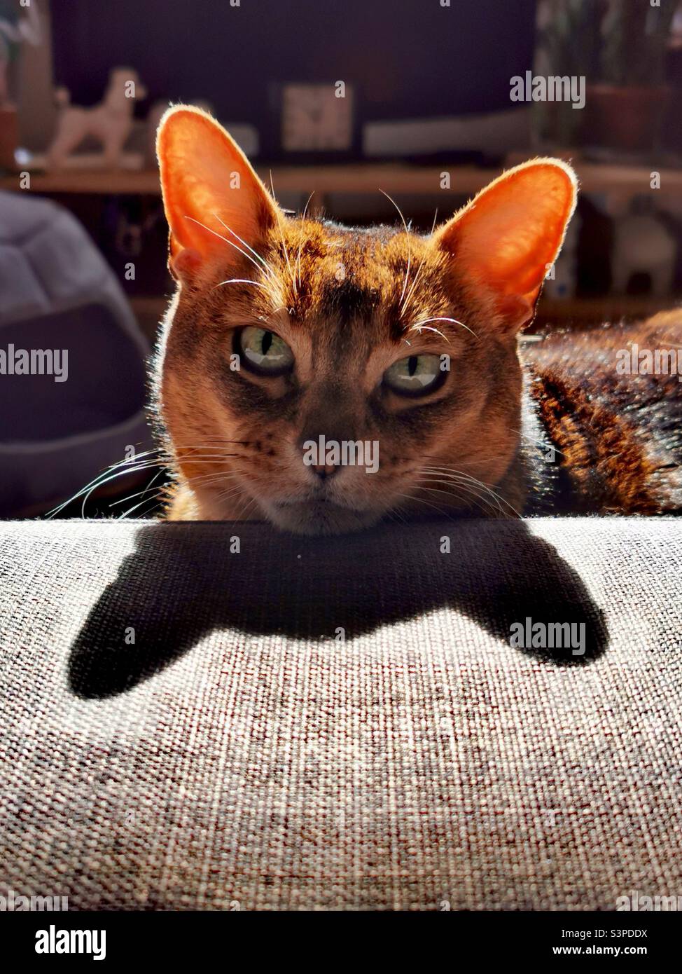 Abyssinian cat lying on grey couch casting a shadow Stock Photo