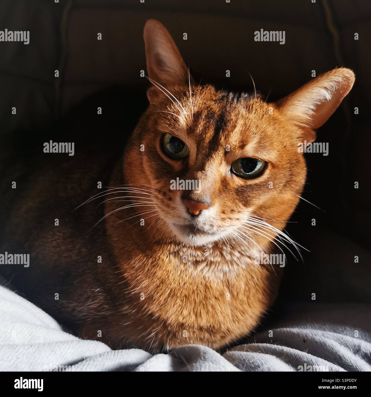 Abyssinian cat close up Stock Photo