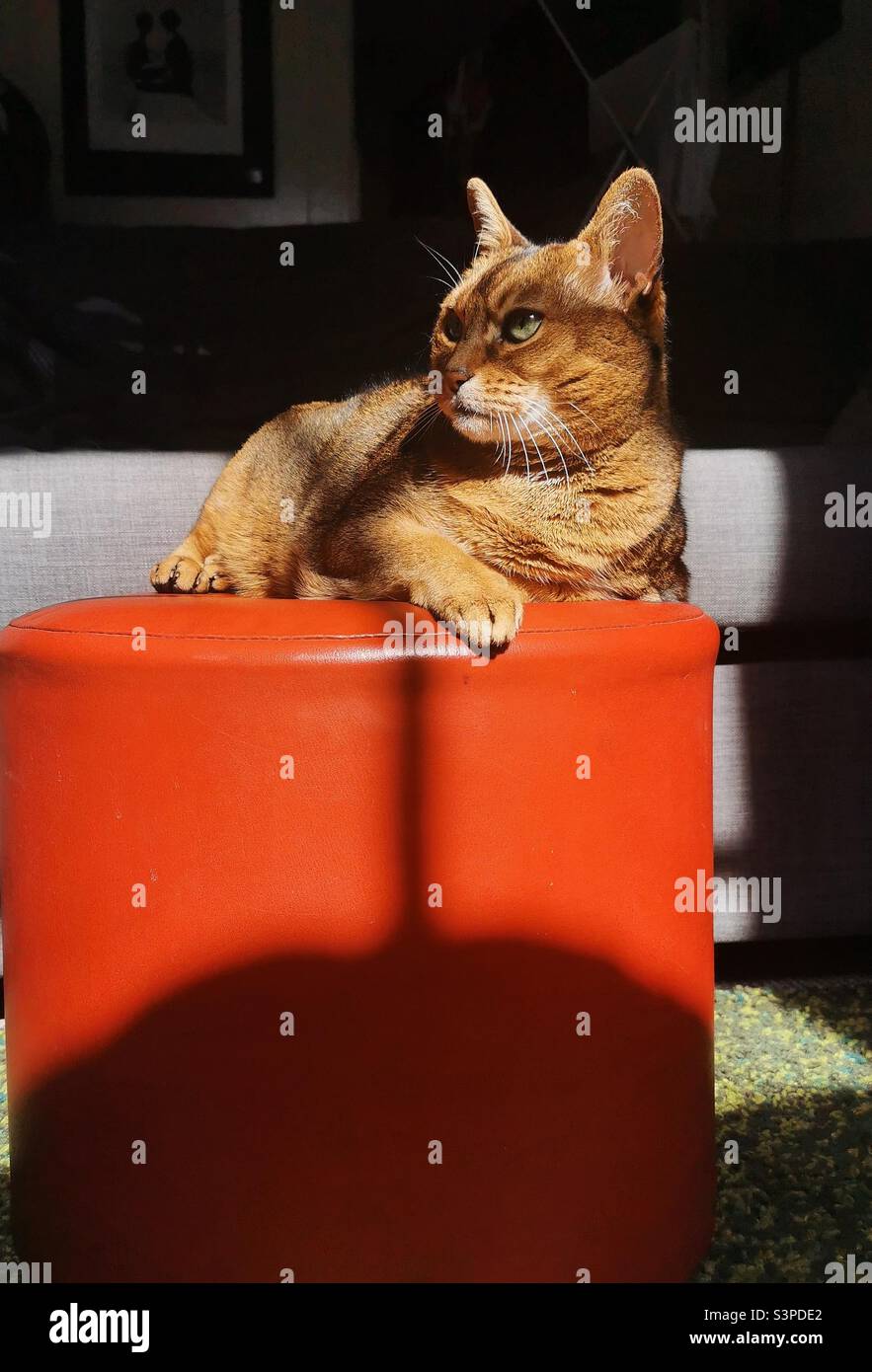 Abyssinian cat lying on red footstool Stock Photo