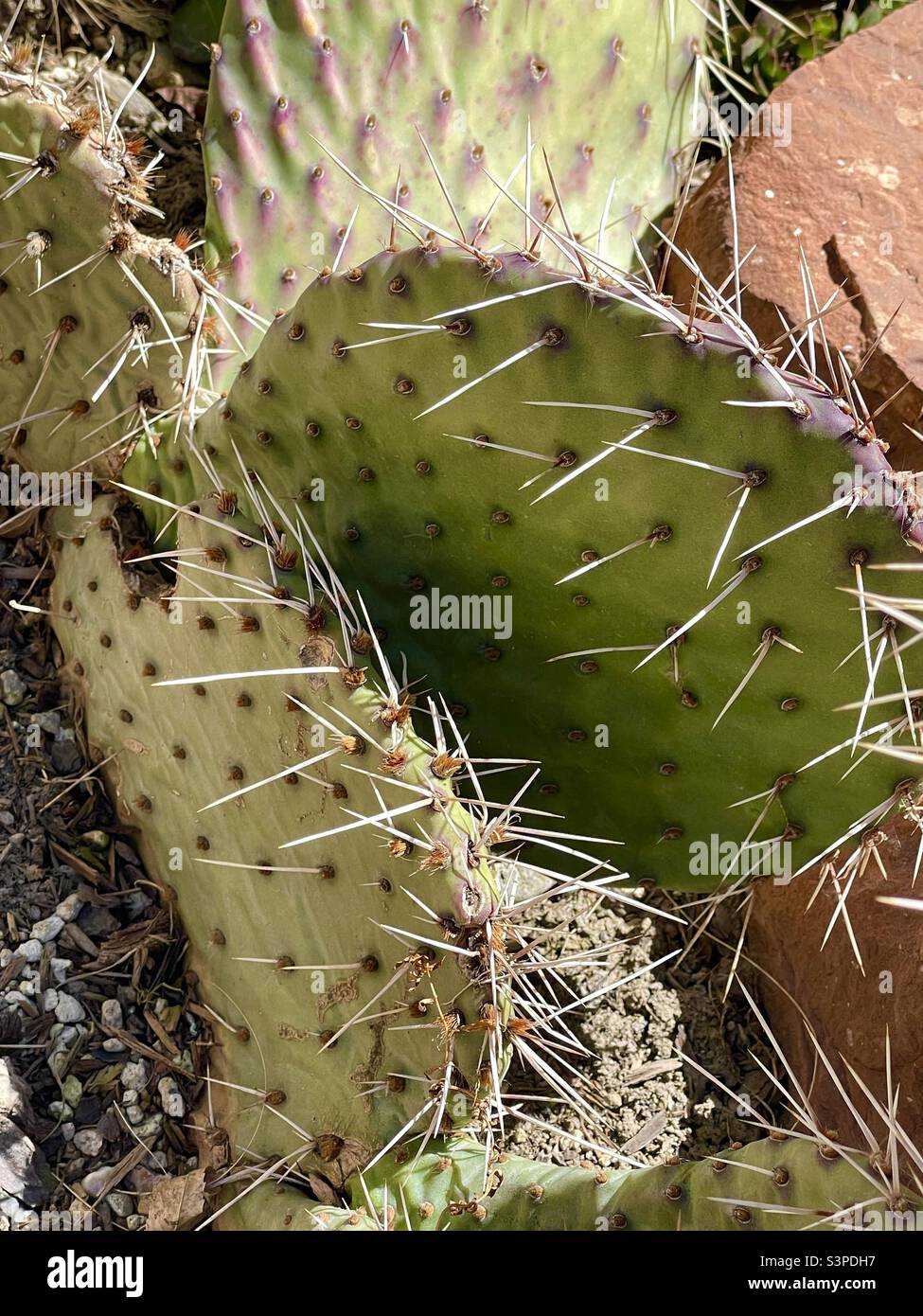 A close view of a cactus, or succulent, in a planter bed at a home in Utah, USA. These plants thrive in a drier climate like that in Utah and require no watering. Stock Photo