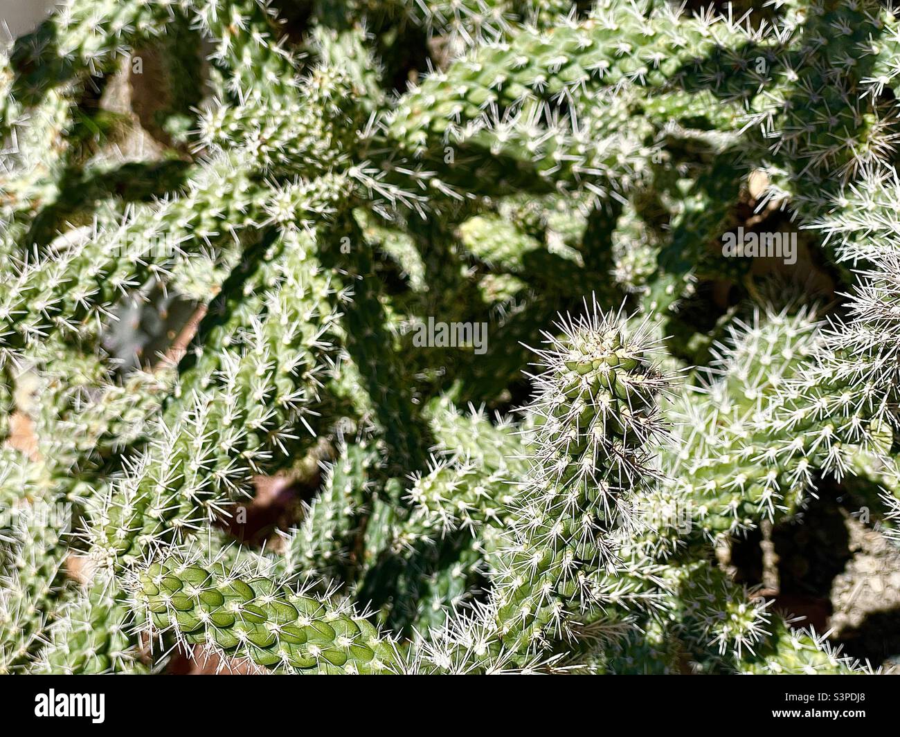 This cactus, or succulent, a plant from the family Cactaceae, is hardy and needs little water in this planter bed in Utah, USA. - Smartphone Captured Stock Image
